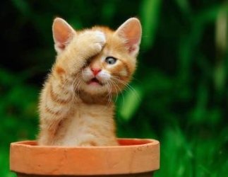 2417459713_kitten_in_flower_pot_xlarge.jpeg